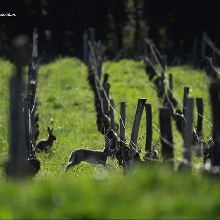 Domaine De Montclair * Pommiers (Rhone)